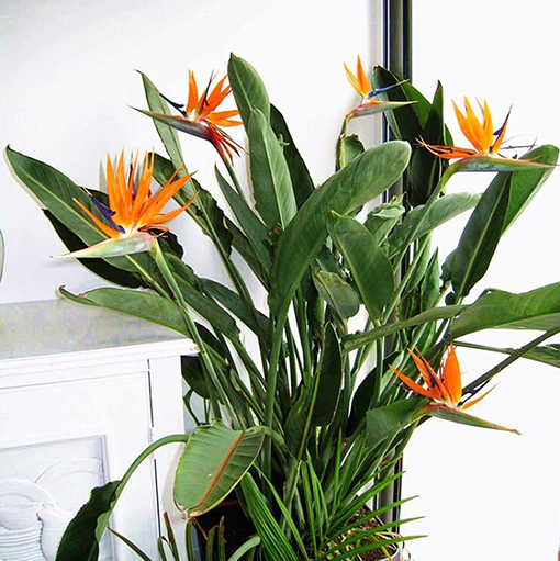 How to Grow a Bird of Paradise and Care for It